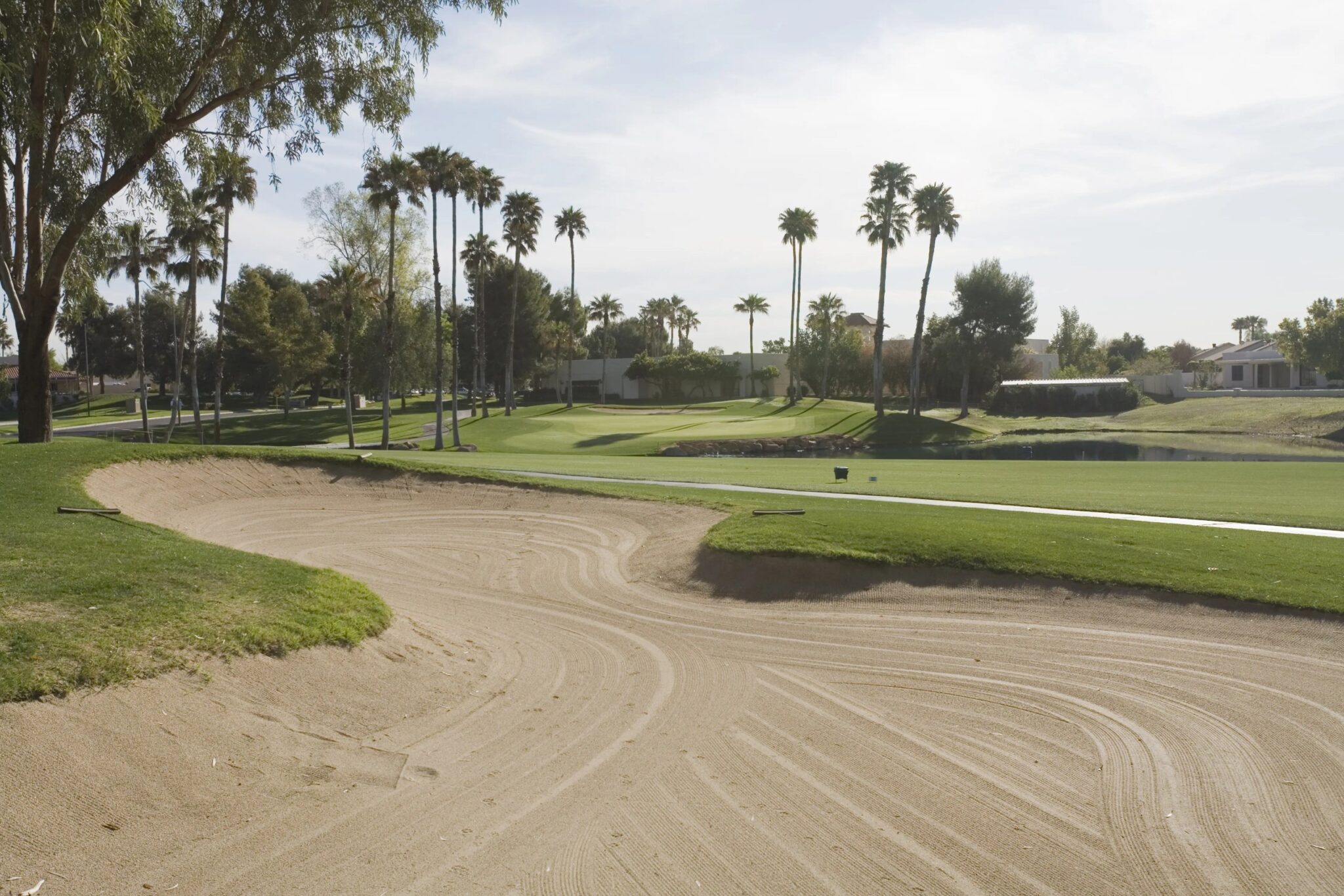 Golf course bunker framed by palm trees, representative image