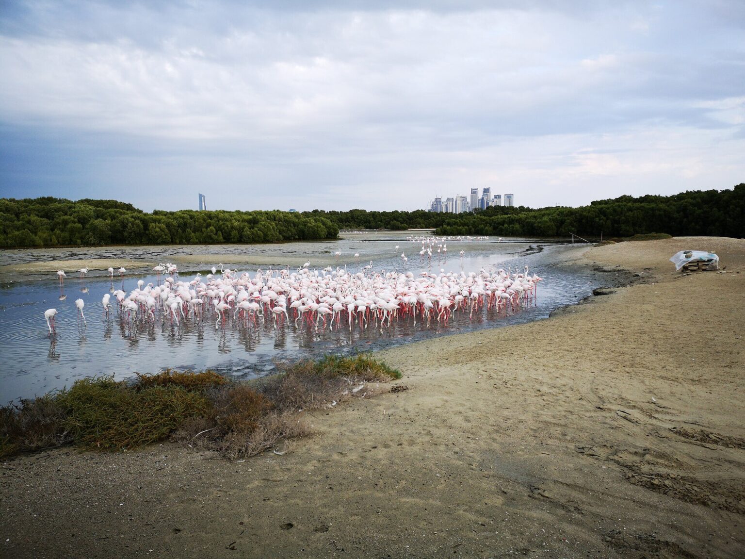 Flamingos at Ras Al Khor Wildlife Sanctuary