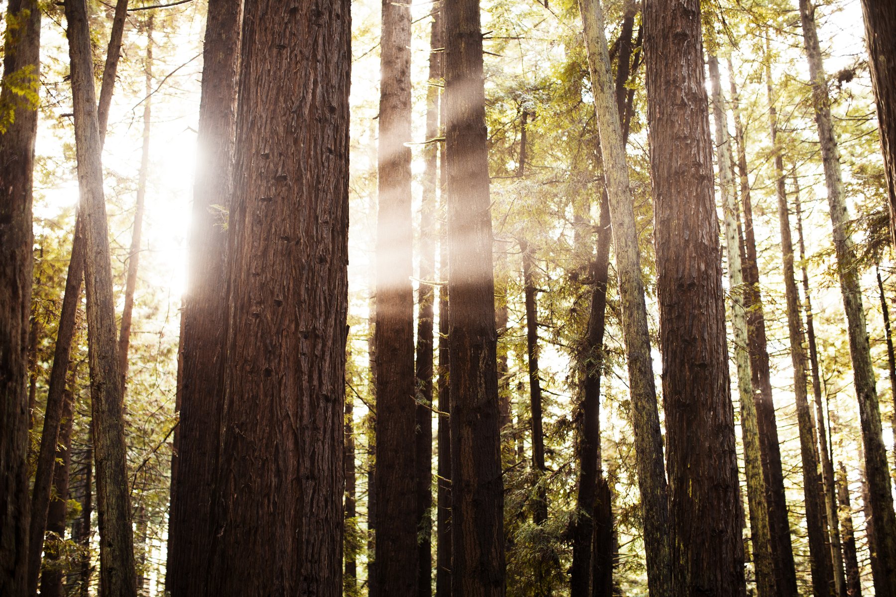 Sunlight streaming between tall redwood trunks in an old forest