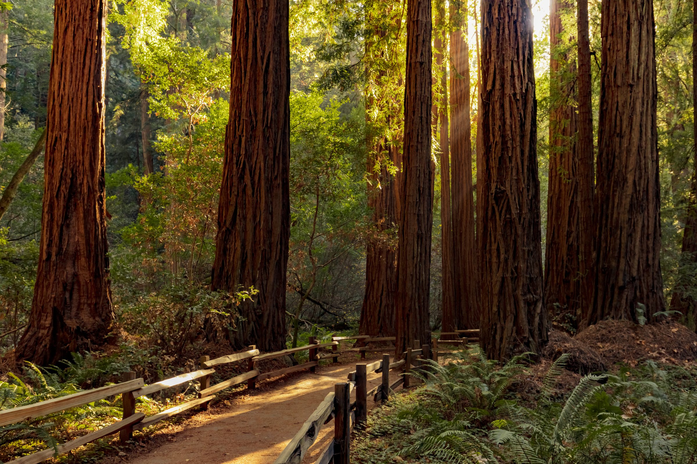 Sonnenbeschienener Weg durch hoch aufragende Redwood-Bäume